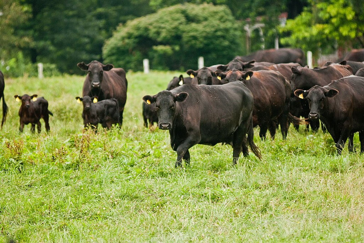 Grass-Fed vs Regular Tallow: Does It Matter for Skin?